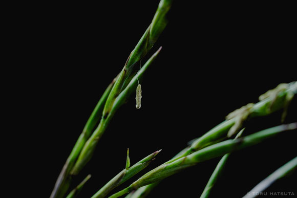 トウチク(大名竹)の開花(Fujifilm X-Pro2)
