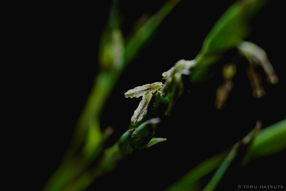 トウチク(大名竹)の開花(Fujifilm X-Pro2)