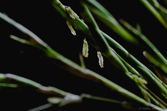 トウチク(大名竹)の開花(Fujifilm X-Pro2)