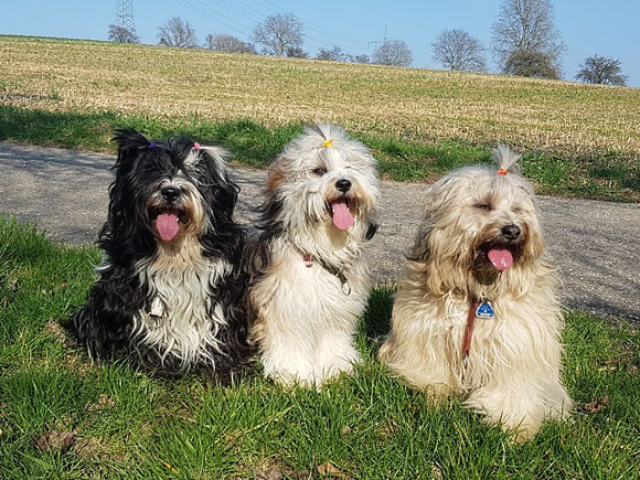 von li. nach re.: Lisha, Han-na und Fiona