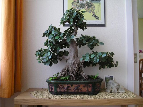 Feigenbaum - frankfurter-bonsai-freunde