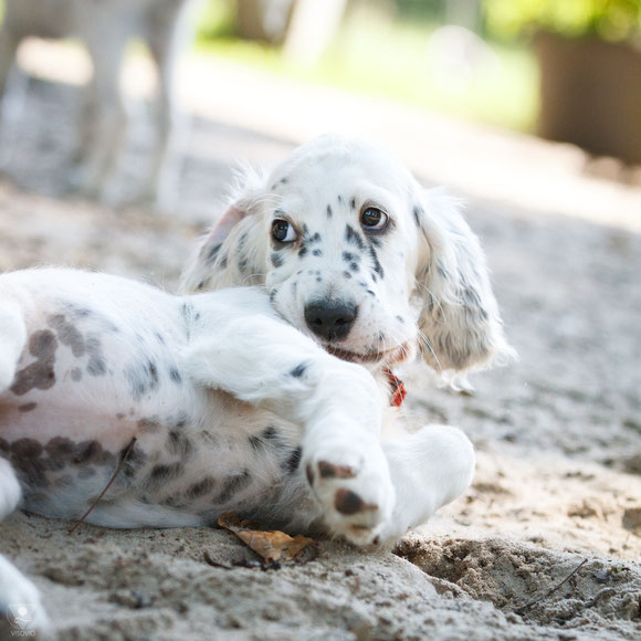 english setter impressionen  | visovio fotografie & fotokunst |