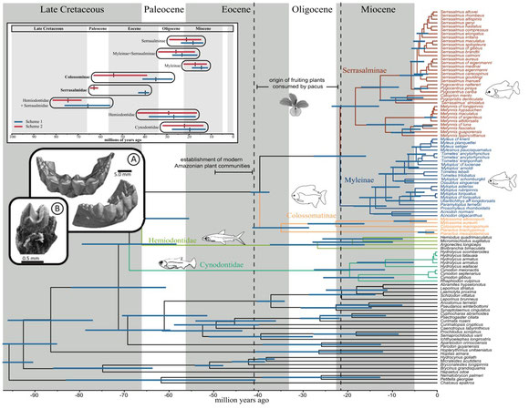 Timeline of piranha & pacu evolutionary history, with comments on alternate ways to date the phylogeny