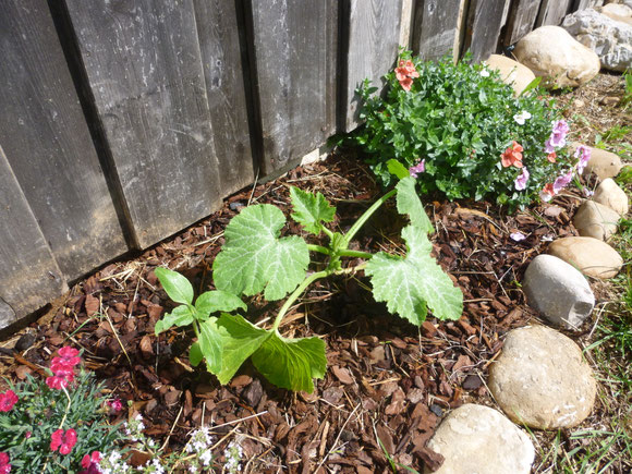 bientôt courgettes