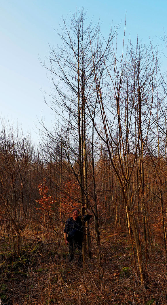 Sie wachsen bis in den Himmel meine Bäume von November 2013. 7 Jahre und 4 Monate  später 25.3.2021