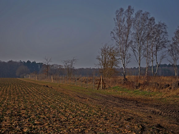 Pflanzfläche 3 ha hinter dem Zaun
