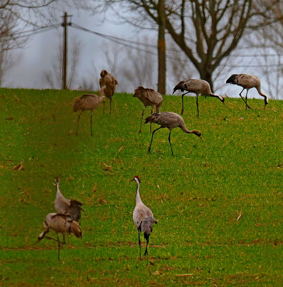 hinten lings da putzt sich unser Vogel, Ort Trebbin südlich von Potsdam14.3.2026