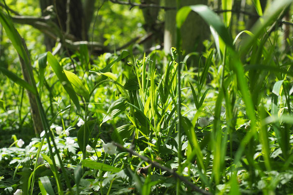 kleine Wildnis, kleines Glück
