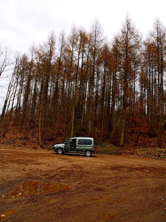 gepflanzt Herbst 1986 als Lehrling "BBS Forst Johannes Warnke" in Bad Doberan, Lärchen 25 m hoch, Foto von 2016