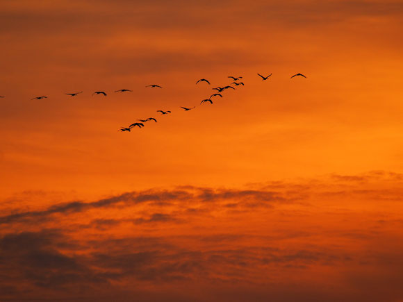 fliegen im Farbenmeer, Kraniche was sonst