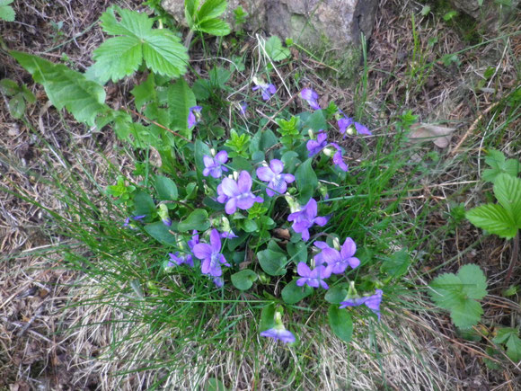 Natürlich gibt es in jeder Ecke Veilchenblüten