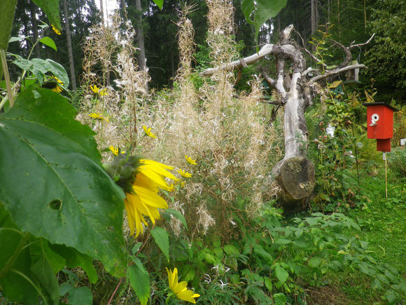 Es herbstlt schon wieder