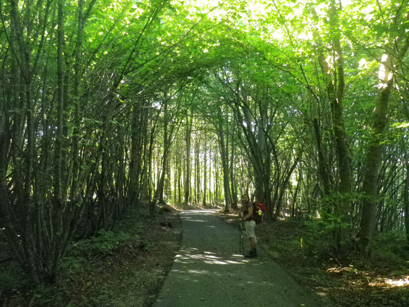 Ein Dom im Wald,herrlich kühl bei diesen Temperaturen um die 30ig. Grad