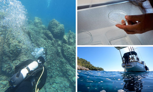 Arendt Group's researchers joined the TREC expedition and collected Platynereis worms across European coasts. During the journey, Oel, Gerber, and Witte learnt how to adapt laboratory protocols to field sampling. Credit: Philip Oel and Patric Mueller/EMBL
