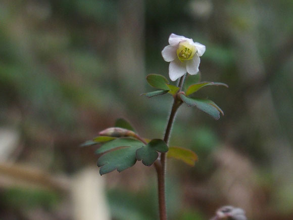 ヒメウズも小生がファンにしている花のひとつです。