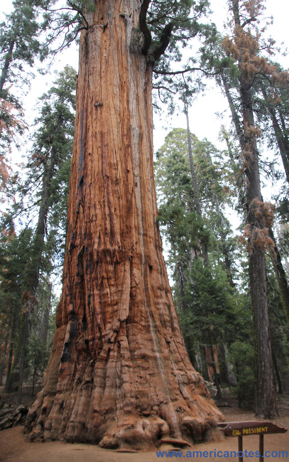 Die Nationalparks in den USA, Reisetipps und Informationen.  Mammutbaum The President im Sequoia Nationalpark.