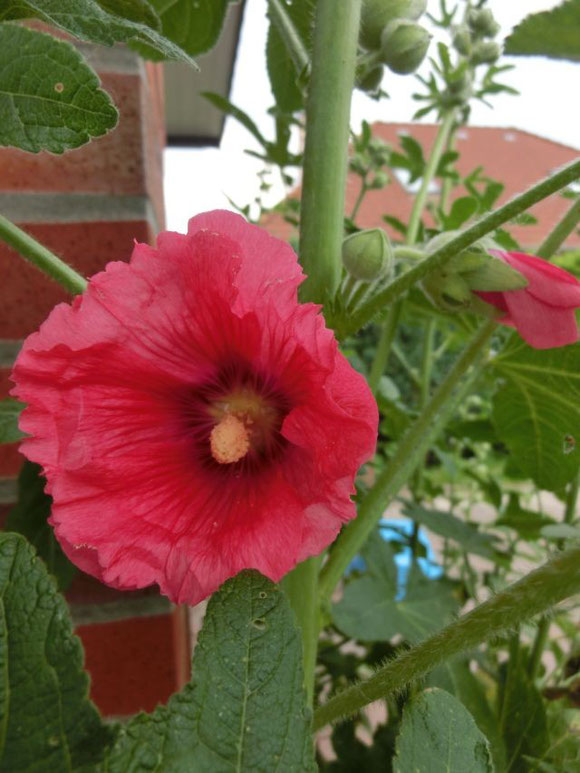 3. Juli - endlich öffnet sich die erste Stockrosenblüte