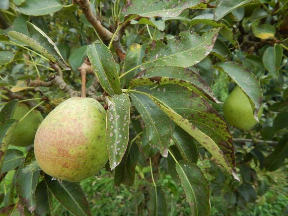 Birnbaum in unserem Garten