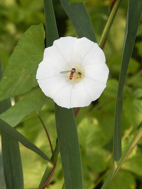 Ackerwinde