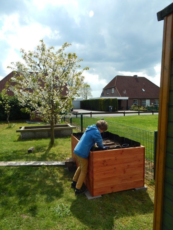 Die zwei Hochbeete unserer Jungs... noch mit blühendem Kirschbaum im Hintergrund... unser Großer beim Pflanzen des Mädchenauges...