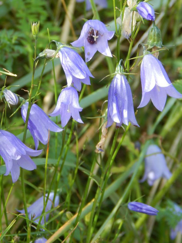 Rubjerg Knude, Glockenblume