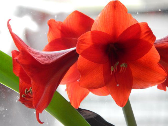 Amaryllis