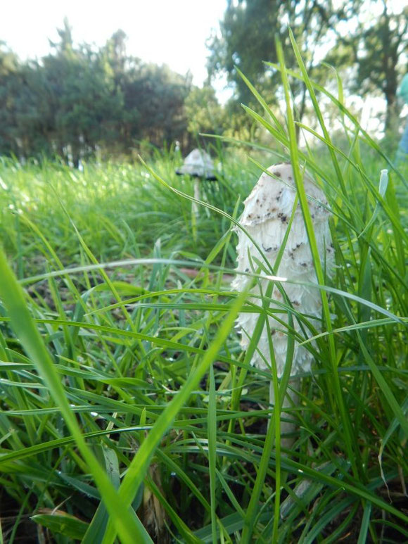 Naturnahes Leben, nachhaltig, Familienleben auf dem Land, Schopftintling, Herbst