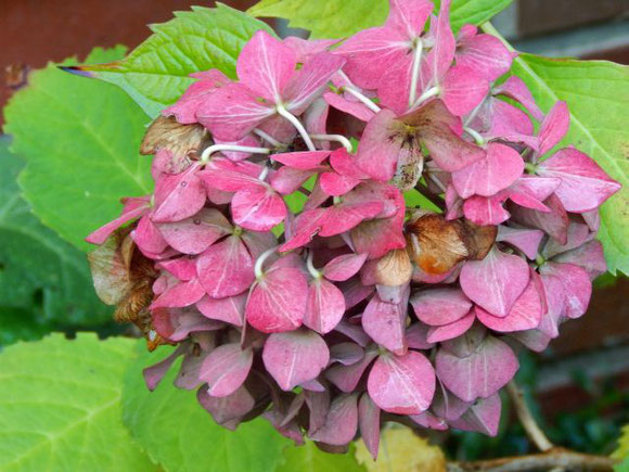 Hortensie im November