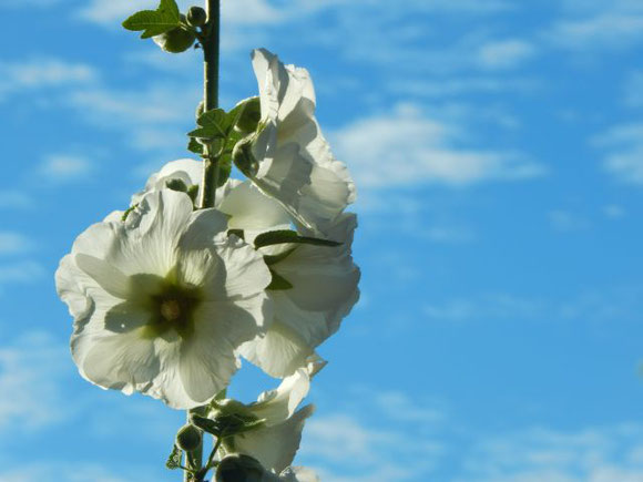 Stockrose weiß