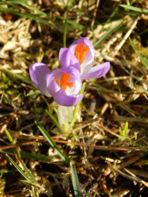 Krokus, Krokusse, violett, lila