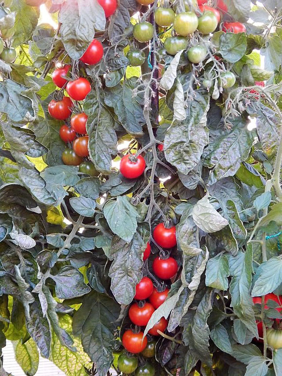 Die Tomaten in unserem Tomatenhaus sind reif!