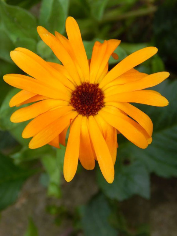 Orange Ringelblumen