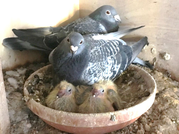 Les 2 parents avec les 2 jeunes nés il y a quelques jours