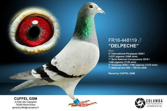 Frère de la mère du pigeon mis en vente