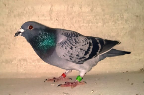 Pigeon mis en vente