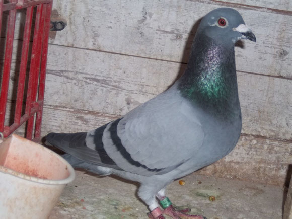 Mister Perpignan, Grand père du coté du père