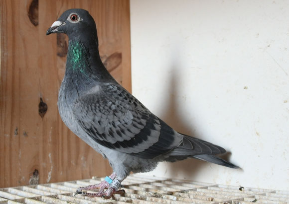 pigeon mis en vente