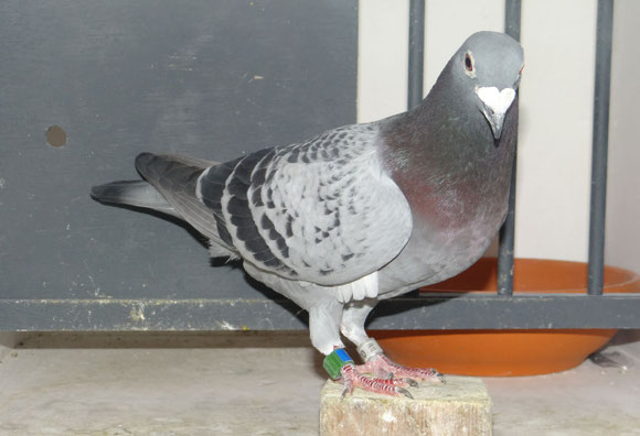 033946 / 12 ( 1er Marseille Nat Zone Ouest)