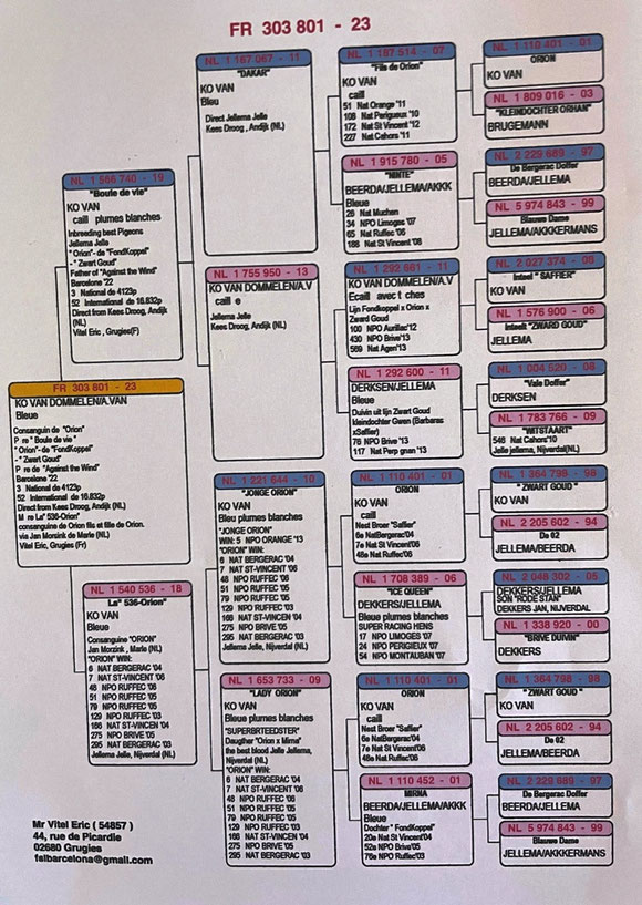 Pedigree de la mère du jeune mis en vente