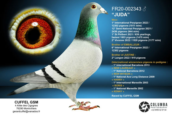 Grand-père du pigeon mis en vente
