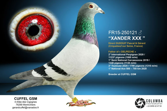Grand-père du pigeon mis en vente