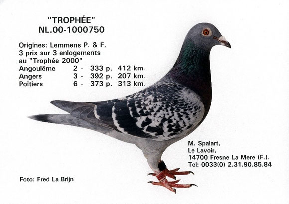 "TROPHEE" NL-00-1000750 (LEMMENS)