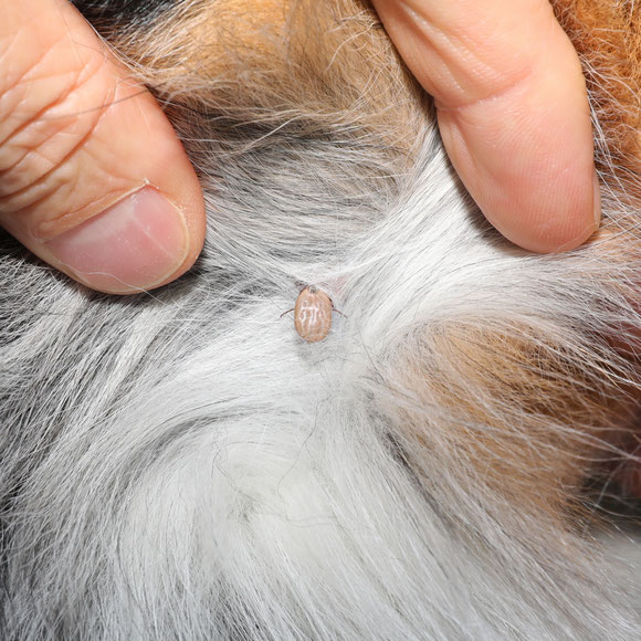 tique chien comment enlever