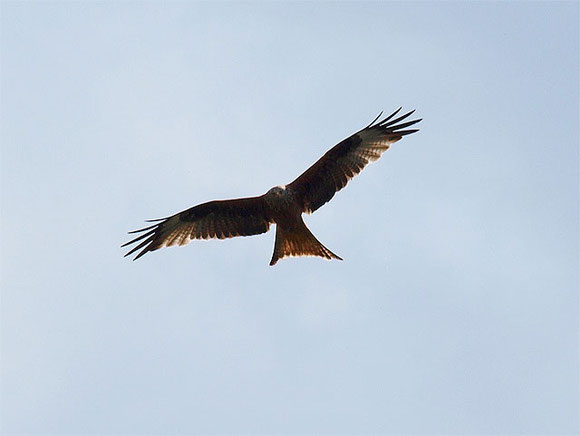 Rotmilan im Suchflug am blauen Himmel