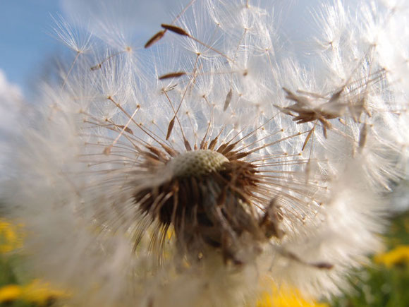 Samenstände der Pusteblume in Nahaufnahme