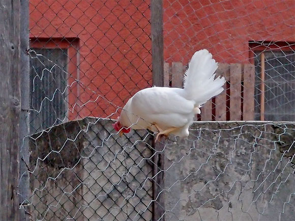 Huhn sitzt auf einem Zaun will zurück in den Hühnerhof Sommer 2020 in Bichishausen, Lautertal-Schwäbische Alb