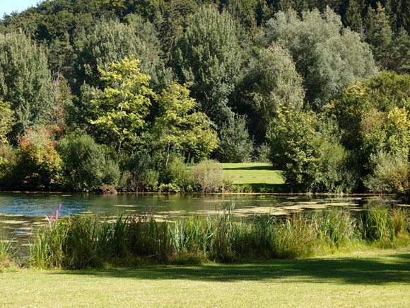 Lauchertsee umgeben von Büschen und Bäumen auf der Schwäbischen Alb 