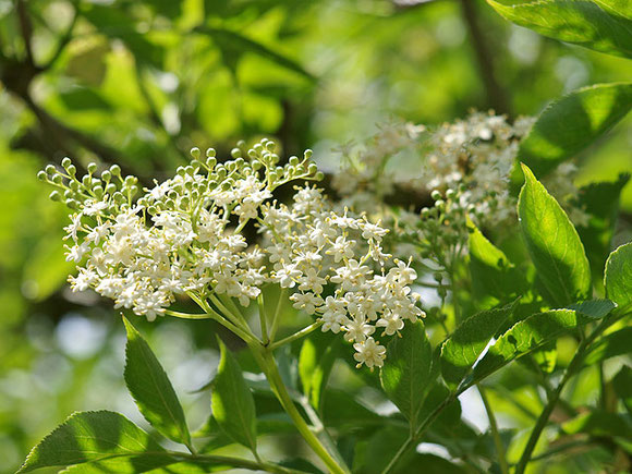 Holunderblüten mit grünen Blättern in der Sonne