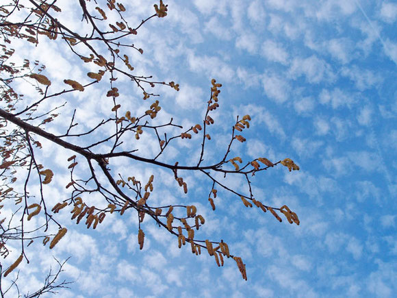 Blick zum Himmel durch Haselnussblüten im Frühling