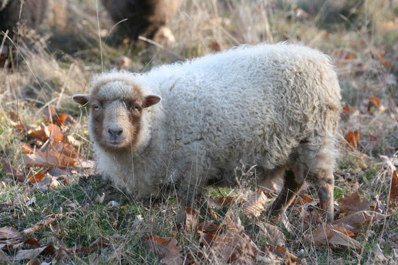 Photo D. MORZYNSKI : animal de coloration similaire au précédent, mais en laine